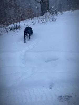 #canecorso #wvsnow 