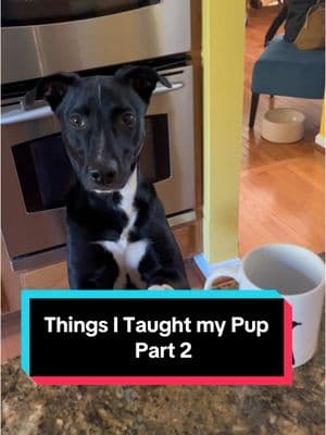 Part two of things I taught my pup🐾 #dogsoftiktok #DogTraining #trickdog 