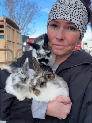 The best little warmers #utahbunnies #bunnyrabbit #bunnies #petsofinstagram #bunnyinstagram #hollandloputah #sunshinebuns #sunshinebunsrabbitry #utahlops #hollandlop #lopbunny #lopbunnies #utahhollandlops #hollandloprabbit #hollandlopbunny #utahbunniesforsale #hollandlopsutah #rabbitsofinsta #magpie #magpiehollandlop #harlequin #harlequinhollandlop #bunstagram #rabbitsagram #bunnygram #utahrabbitry #babybunny #utahbunny 