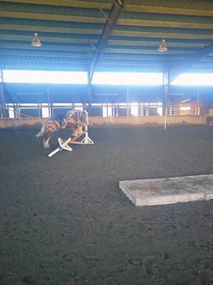 Brenin learning how to do a little jumping #babybrenin💙 #beefcakebrenin💙 #bulldozerbrenin💙 #breninthefluffyzebra💙 #strawberrygypsyvanners #gypsyvanner #gypsycob #horsesoftiktok #equestrian #stallion #sootyflaxenchestnut #gotfeather #horsetraining 