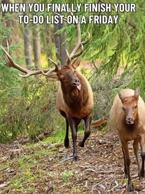 #fridayvibe #itsfriday #getoutside #workhardplayhard #gohunt #elkaholic #sickforit #elk ###bullelk #wildlifelover #godscountry #fy #elkwild #fypシ 