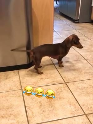 So Funny Dogs 😂😍 #fyp #fypシ #fypシ゚viral #fypage #vevo #foryoupage #capcut #usa_tiktok #TikTokShop #trand #