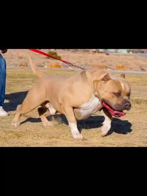 #big #dog #americanbully #xlbully #xxlpitbull #fyp 