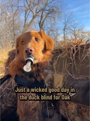 Recreating our Popular video from last year. This time with a little more splashing around.  #novascotiaducktollingretriever #toller #birddog #duckdog #retriever #duckcall #waterfowl #duckseason 