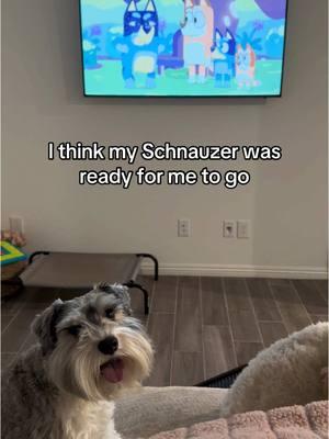 “You turned the t.v on…please gon somewhere.” #dogsoftiktok #dogtiktok #dogtoker #dogtok #dogmom #dogmomsoftiktok #dogmomlife #dogmomlifestyle #dogmomaf #doglover #doglove #doglife #lifewithdogs #blackdogmom #blackdogmomsoftiktok #blackdogowner #blackwomenlovedogs #blackgirltiktok🤎 #blackwomentiktok #blackpetparents #smalldoglovers #smalldoglife #schnauzersoftiktok #schnauzermom #schnauzerlife #schnauzerlove #schnauzerlovers #schnauzerworld #schnauzermini #minischnauzer #minischnauzersoftiktok #minischnauzerlife #minischnauzerlove #minischnauzerworld #minischnauzermom #miniatureschnauzer 