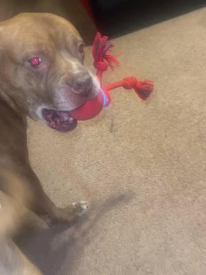 #dogtoy #dogtoys my #dog LOVESSSSS HER NEW TOY AS YOU CAN SEE .. #touchactivated #squeeky #pitbull … #playtime #thankyoutiktok #thankyou 