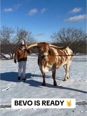 (via texasmascot/IG) #CollegeFootball #cfb #texas #longhorns #hookem #bevo #mascot 