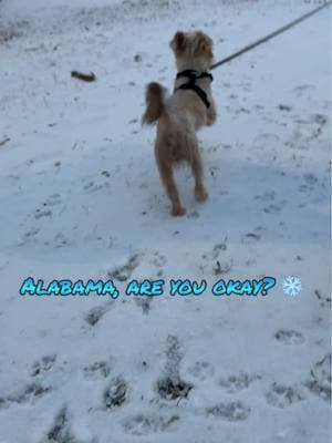 Bear’s first time in the snow, and he’s LOVING it! ❄️ ⛄️ 🐶 ❤️  #snow #snowday #alabama #snowstorm #ice #icestorm #winterweather #winterweatheradvisory #winter #rare #snowfall #snowinalabama #alabamasnow #south #snowinthesouth #alabamaweather #weather #weathertok #weatherreport #2025 #newyear #happynewyear #newyears #newyearseve #nye #blowthisup #family #real #goodbye2024 #friends #explore #happy #blessed #TrendTok #TrendTokApp fyp #foryoupage #foryourpage #foryou #explore #explorepage #engage #teamwork #holidayhaul #tiktok #TikTokShop #tiktokmademebuyit #tiktokpartner #blowthisup #real #2024 #liveincentiveprogram #creatorsearchinsights #family #video #2025 #friends #unfreezemyacount #frozen #froze #freeze #freezing #freezingcold #freezingweather 