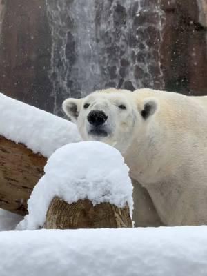 Best. Day. Ever! 🐻‍❄️❤️❄️ Koda has been LOVING the snow!  We will be closed tomorrow, January 11th.  #memphiszoo #snowday #polarbear #Love #fyp #animals 