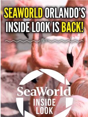 Get up close with some of the ocean’s most incredible creatures at SeaWorld’s Inside Look event this weekend, Jan. 11-12, and next weekend, Jan. 18-19! This special event includes access to harbor seals, sea lions, dolphins, and beluga whales, plus an exclusive meet and greet with the SeaWorld Rescue Team. New this year:  The Flamingo Encounter 🦩(learn about these beautiful birds) and Coral Rescue 🪸 (raising awareness about ocean health). If you’re a pass holder, you can enjoy all of this for free! Not a pass holder? Tickets start under $100 for Florida residents. What animal experience do you love the most at SeaWorld? 🐬 Drop your favorite below! #seaworld #themeparks #orlando #seaworldcares #seaworldorlando 