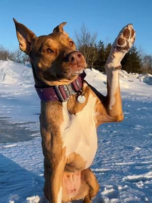 does your dog know wave and sit pretty? 🤭 #americanpitbullterriermix#dog #dogcommunity#uppermichigan  