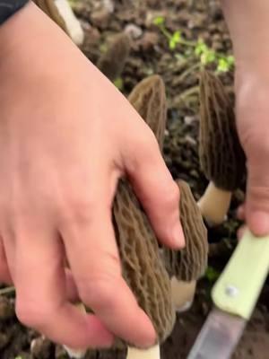 From Field to Table, Fresh Morel Mushrooms Harvesting and Cooking Experience!#morel #morelmushrooms 