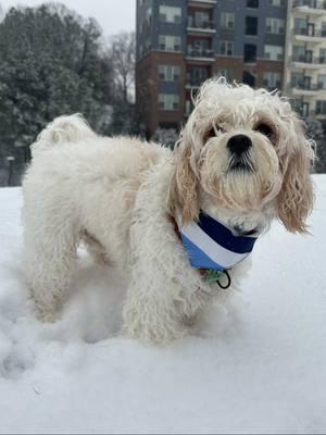 Replying to @Andrea POV: It’s your first snow day and you think it’s a giant snack ❄️🐾 #SendHelp #FirstSnow #SnowDay #PuppyAdventures #DogsOfTikTok #WinterVibes #DogLife #PuppyLove #FunnyDogs #ViralPuppy #PetTok #DogContent #BennyThePup #AtlantaDogs #SnowPuppy