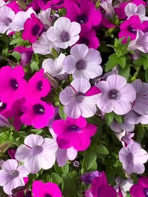 ✨ Introducing the BRAND NEW Silver Surprise Petunia, new to Horticulture! 🎉 Pre-order now for Spring 2025. This super unique plant features stunning silver foliage & two-toned blooms in magenta & silver. 🌺 Extremely durable and easy to care for, Silver Surprise will be the SUPPER STAR of your garden all season long. #silversurprisepetunia #springflowers #gardenlove