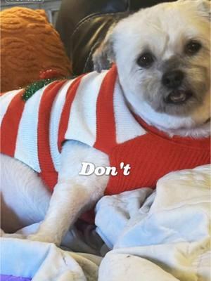 Why is this so funny with animals? #CapCut #dogsoftiktokviral #doglife #boujee #shichon #shihtzusoftiktok #fyp #toby 