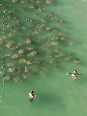 People swimming at the beach in St Petersburg, Florida as a large group of cownose rays swims by. This was close to Madiera Beach.  #nature #fyp #animals #beach #florida #ocean