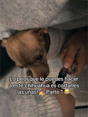 Lo peor que le puedes hacer a este chihuahua es cortarles las uñas! 💅 Parte 1 😂 #chihuahuastiktok #chihuahuasoftiktok #mascota #dog #pets #humor #funny #fyp #paratiiiiiiiiiiiiiiiiiiiiiiiiiiiiiii #mexico #jsantivlogs #pumbroo #cookie #couple #storytime 