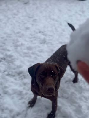 Oh HELLO #pawmspetresort #pawmshuntsville #snow #snowday #chocolatelab #dogsoftiktok #dogtok #dogslovesnow 