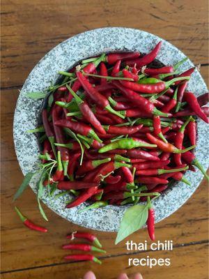 Growing hot peppers in my indoor gardens to make thai food, chili oil & more spicy recipes 🌶️❤️‍🔥 full video up on YouTube! (link in bio) #indoorgardening #thaichilipeppers #growingpeppers #indoorvegetablegarden 