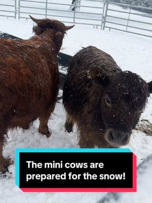 They’re the most prepared for this weather out of all my animals🤣🐮 #poppyandpetunia #posieandpumpkin #minicows #minicowsoftiktok 