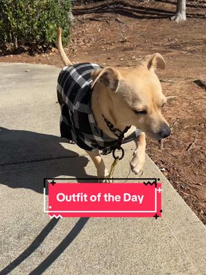 The perfect song for the perfect prance! 🐾✨  Shirt: @Five Below  Chain: @Doggy Glam Boutique  Custom Leash: @Trill Paws  #chancetheprancer #SlowMoVibes #DogFashion #ZoomiesInStyle #prancing #dogsoftiktok #dogsofinstagram  #OOTD #FurryStyle 