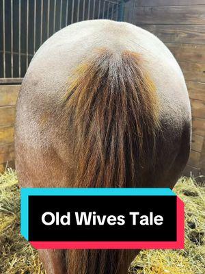 Let’s test out this old wives tale!!!🐴 #foalwatch #foalingseason #oldwivestales 