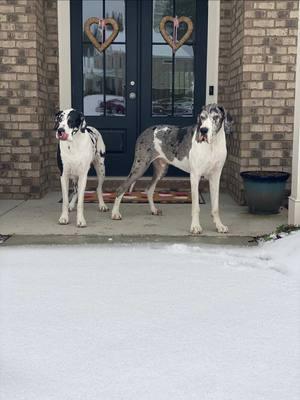 Willow and Clyde loved the snow! ❄️❄️❄️❄️❄️❄️❄️ #snowday #snowedin #dogs #greatdane #zoomies #snow #whitewinter #brrrrr #babyitscoldoutside #❄️