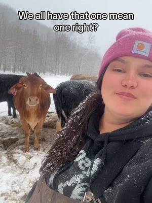 Sometimes she’s a pet and sometimes she wants to pet you. #brahman #brahma #cows #petcows #notsopetcows 