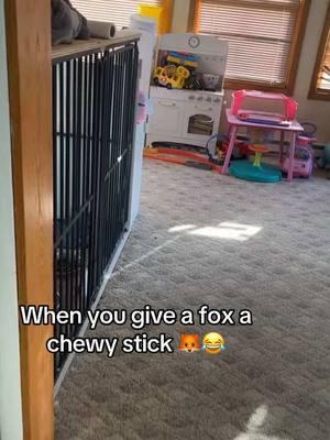 Old video She is very protective of whats hers lol😅💯🦊  #fypシ #PetsOfTikTok #exoticpets #fox #iykyk #foxy #petfox #ashtra #girl #treats #viralvideo #fyp 