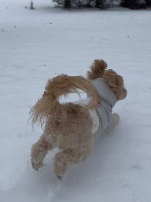 Ollie Pop loved his first snow ❄️🩵 #doodlesoftiktok #doodles #cockapoo #furbaby #snowday #firstsnow #dogsjustwannahavefun #dogmom #dogmomlife #doodles #doodlesinsnow #family 