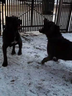 Katana being a pest to her older sister eeyore 😂😂 #upstatecanecorso #canecorso #animalsoftiktok #stilborn #guard #Homestsead #guardiansofthegalaxy #Snow #Cold 