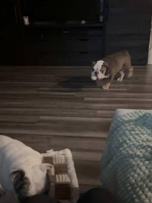 Welcome to our crazy home! #englishbulldog #watt #charlie #dogmom #pug #porter 