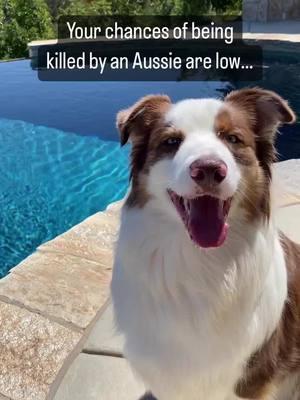 Watch out 😂 Follow @australianshepherdvibe  Credits @jax.and.mila  - - - - - #australianshepherd #australiansheperd #austrailianshepherd #australianshepherd world #australianshepherds #australian_shepherd #australianshepherdlove #shepherdaustralian #australianshepherded 