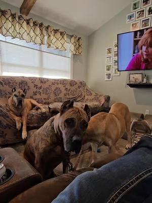 When cheeseburger is life.  www.realpresa.com  . #cheeseburger #watching #attention #multiples #bigdogs #dogsoftiktok #doglovers #dogphotography #dogphotos #presacanario #guarddog #familydog #realpresa #cabezagrande #preservationbreeder 