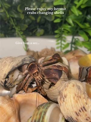 Hype #hermitcrabs #hermitcrab #nature #animals #ocean #pets #reptiles