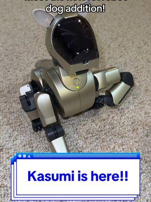 the newest addition to the pack is kasumi the gold ERS-210A!! so far she’s fitting in perfectly :3  #aibo #aibotok #sony #sonyaibo #robotdog #robotsontiktok #robotpet #virtualpet #artificialintelligence #puppybot 