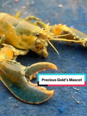 Precious Gold’s Mascot🦞 #viraltiktok #foryoupage #rare #lobster #precious #gold #rarebeauty #mainelobster @Dawson Allen @MCNOODLE 