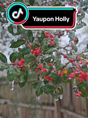 🇺🇸☕️Yaupon Holly☕️🇺🇸? •Called "Black Drink" by the Cherokee - Illax Vomitoria Will make you vomit if you can't hold your drink! •Confederate States of America (CSA) used Yaupon as a coffee substitute in the Militia instead of the Arabian bean we are all familiar with today.  ☕️🏡 #Cherokee #yauppn #mockingbird #caffiene #dopamine #serotonin #bird #birdwatching #pets #cool #cozy 