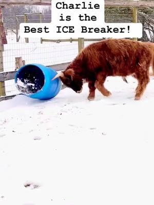 Alabama Snow and Ice today. My Highland Cow, Charlie found a way to help break the ice in the water tank. #willtravelover50 #alabamatraveler #alabama #alabamasnow #harrisfarmhouse #highlandcow #highlandcattle #farmlife #farmtok #snowstorm #rayrayharris