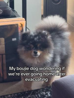 She ain’t never lived a hard day in her life 🤣 #pomeranian #evacuating #wildlife #rescuedog #wildire #altadena #sunsetfire #pacificpalisades #rescuesnimals 