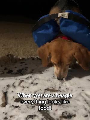 Beagle Magnolia came to the rescue from MS and she is a little confused about this white fluffy stuff at her foster home in Raleigh NC. She thinks her backyard is a giant snow cone! Adopt - Tribeagles.org #snow #beagle #beagles #beagletok #houndhouse #rescuedog #funnydog #dogsoftiktok 