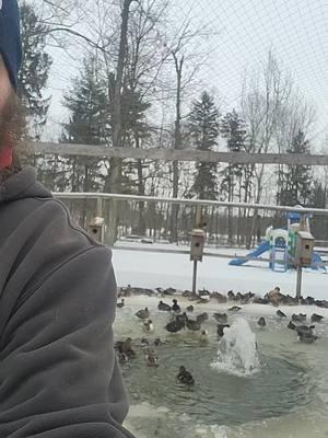 #warehousefarms #SmallBusiness #fyp #foryou #waterfowl #gamefowl #peafowl #farmlife #duck #aviary #ohio #doingwhatilove #ice #pond #freeze #cold #weather #morecoming #daytoday #pinehillfarms #net #broken #farmtok #ohioweather 