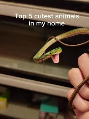 The top 5 cutest animals in my new house. #reptiles #venomoussnakes #animals #pets #cutepets 