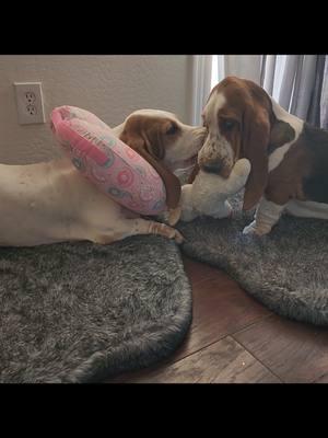 Dani conspiring now with the help of other Hounds to help her make a jail break out of the cone of shame, Thank God it's friday! ♡ ♡ #bassethounds #bassethoundworld #bassetlove #bassethoundadventures #bassetlife #bassethoundpuppies #bassethoundfriends #bassethoundmoments #bassetude #nothingbetterthanabasset #bassethoundfriends #puppies #puppiesofinstagtam #mansbestfriend #cutenessoverload #howlinhounds 