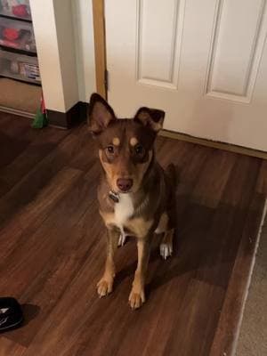 She won’t let me brush em 🥲 #kelpie #australiankelpie 