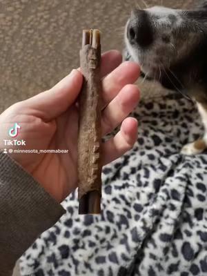 @Shop BARK  sent us this rawhide stick and Pepper absolutely loves it!! #pupsoftiktok #dogsoftiktok #fy #bark #shopbark 