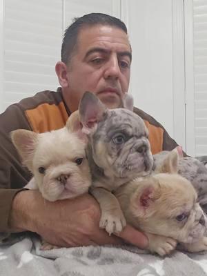 #frenchbulldog #frenchi #frenchie #frenchiesoftiktok #dog #dogtiktok #frenchiforsale #frenchiepuppy #miami #fyp #foryourpage #exoticbulldogs #frenchiesociety #frenchiesofinstagram 