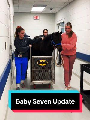 Baby Seven Update!🐴 #preemiestrong #babyseven #foalsoftiktok #babyhorse 