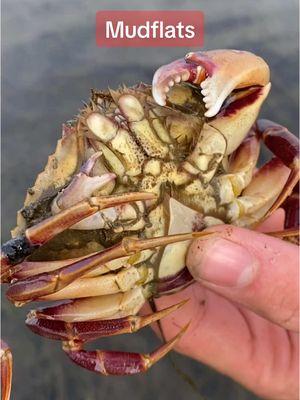 Mudflats amaze me every time 🤓 #mudflats #eelgrass #nudibranch #crab #worm #foryoupage 