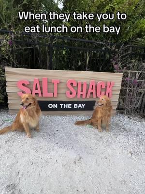 Dogs and food =love! @SaltShackTampa #chloeandcalliesgoldenlife #dogsoftiktok #goldenretriever #tampabay #florida #dogfriendly 